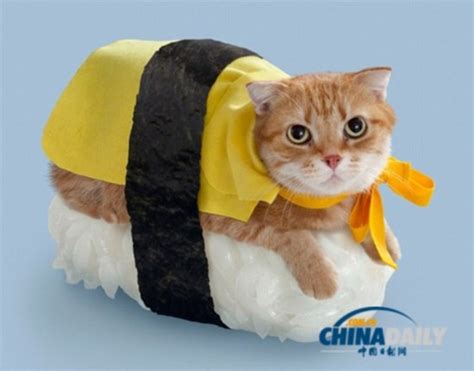 普普通通的男生都是怎么找对象的,小猫找寿司怎么玩