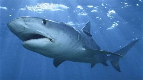 鲨鱼一共有多少种