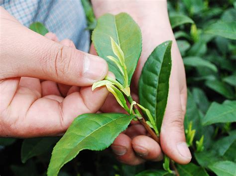 大树红茶的产地是哪里,绿茶有哪些品种