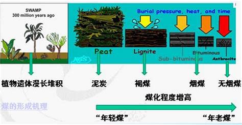 煤是怎么形成的