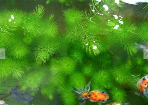 金鱼藻的生长习性