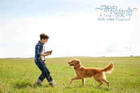 人狗情深_我的伙伴作文550字【经典6则】