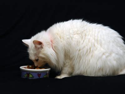 兩個月小貓不吃飯怎么辦,小貓仔不吃飯怎么辦