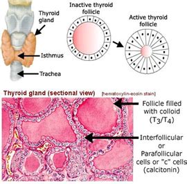 怀孕15周甲状腺激素偏低