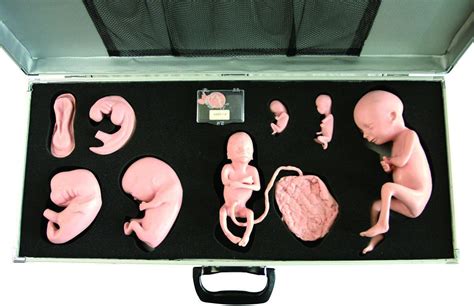 胎儿的发育过程图片漫画