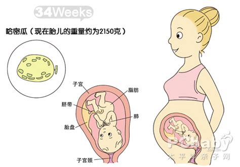 二十一周的胎儿发育情况