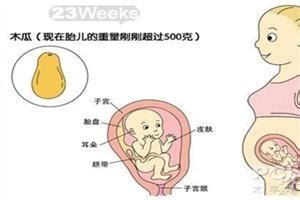 怀孕两个月胎儿有多大尺寸