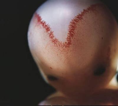胎教对胎儿发育的4大影响，孕妈千万别忽略了