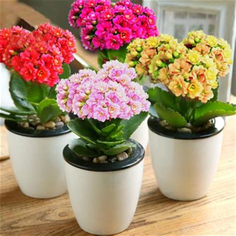 长寿花-植物作文200字(集锦6则)