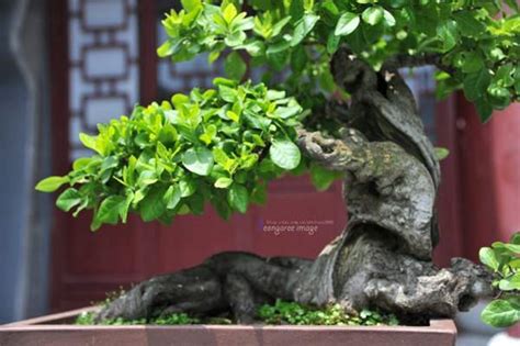 墙叶圆叶对生茎绿色爬藤植物