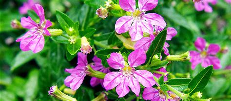 紫萼距花适合室内种植吗?