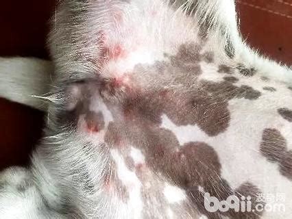 汗疱疹的病因是什么,狗是因为什么得湿疹
