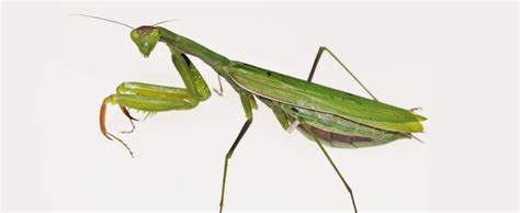 雌螳螂为什么吃雄螳螂,母螳螂吃公螳螂时