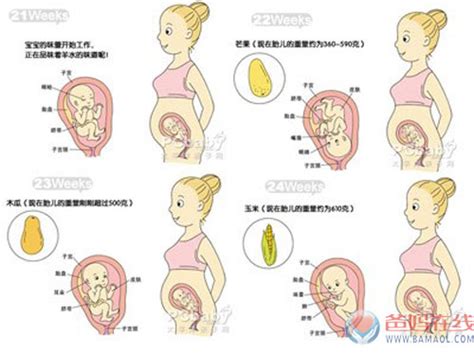 怀孕4个月胎儿器官是不是长全了