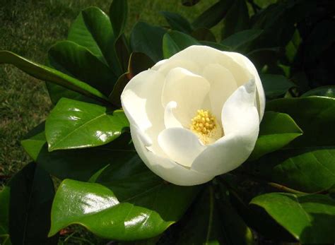 玉兰树-植物作文300字【优秀8则】