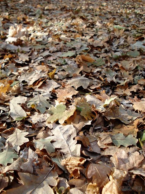 秋天的故事-叶子的自述作文1000字【合集6篇】