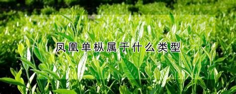 什么季节六堡茶,六堡茶该怎么喝