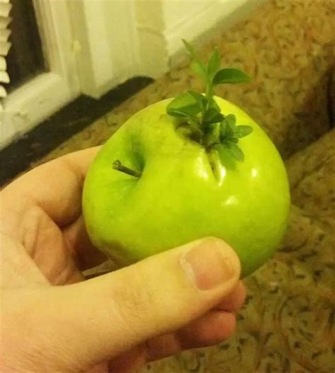 苹果籽致命的案例