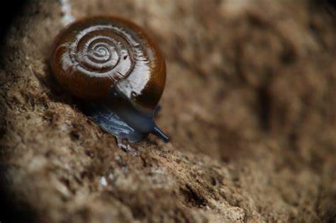雨后蜗牛为什么爬到水泥地上
