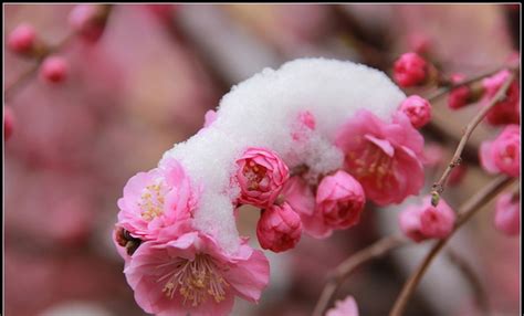 梅花的样子是什么？