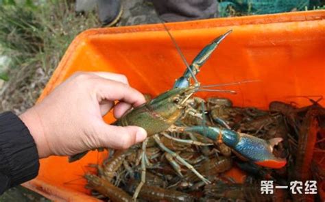 澳龙龙虾可以淡水养殖吗?