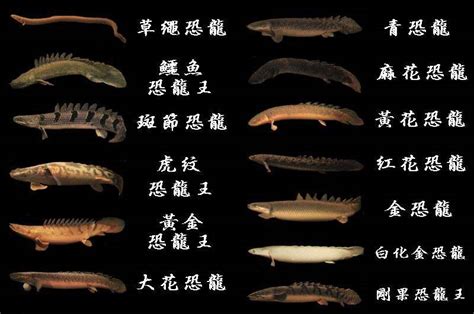 恐龍魚耐餓嗎?