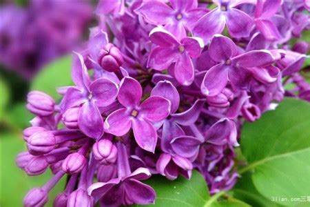 雨中的紫丁香-植物作文550字【共计6则】