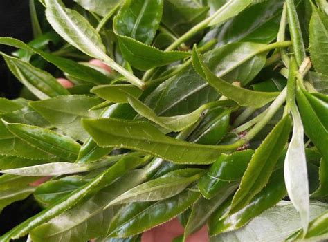 普洱茶树年份怎么分,从口感判断普洱茶树龄