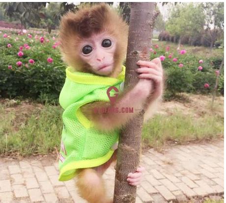 全世界开始抢猴子,宠物猴子多少钱一只