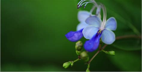 蝴蝶花的花语是什么?