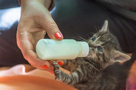 消防员为救小奶猫学猫叫