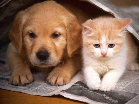猫咪和狗狗哪个智商高,猫咪和狗狗哪个智商更高