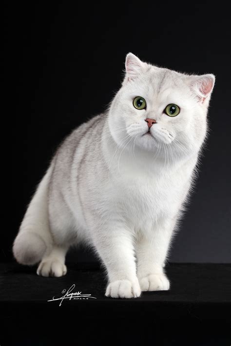 什么是英国短毛猫,宠物英国短毛猫的习性特征与喂养等介绍
