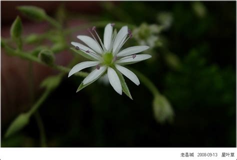 霞草是一种什么植物,又叫什么名字