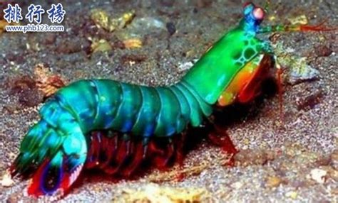 圖片中的是什么海洋生物,有人知道嘛