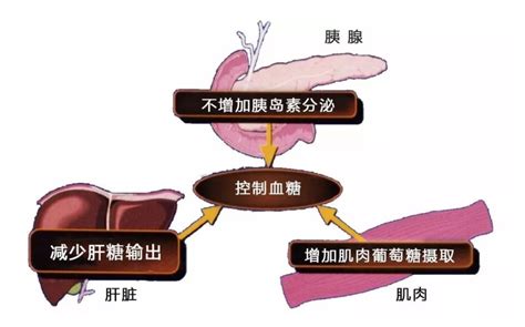 妊娠糖尿病可以服用二甲双胍吗