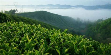 高海拔茶有哪些,什么是高海拔普洱茶