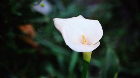 马蹄莲和海芋到底是不是一种花