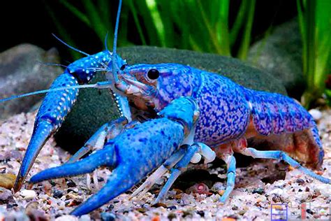 天空蓝魔虾饲养经验总结,佛罗里达蓝魔虾吃什么