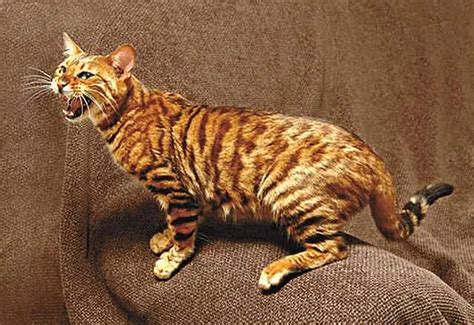 什么是玩具虎猫,宠物玩具虎猫的习性特征与喂养等介绍