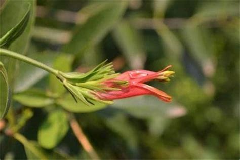 鄂嘴花是什么植物