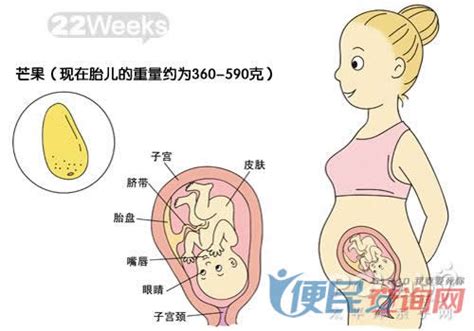 怀孕10周胎儿发育情况是怎样