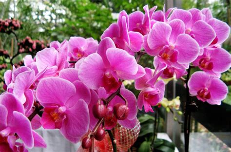 《美丽的蝴蝶兰》-状物作文350字（共5篇）