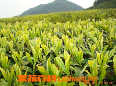 台湾高山茶什么时候喝最好,高山茶什么时间最好