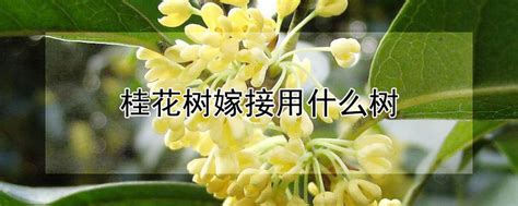 如何嫁接桂花树