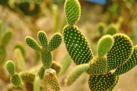 仙人掌是草本植物吗?