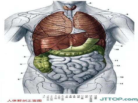 怀孕内脏解剖图谱