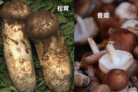 松茸菌菇包有毒吗,野生松茸菌有毒吗