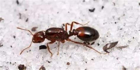 子弹蚂蚁和红火蚂蚁
