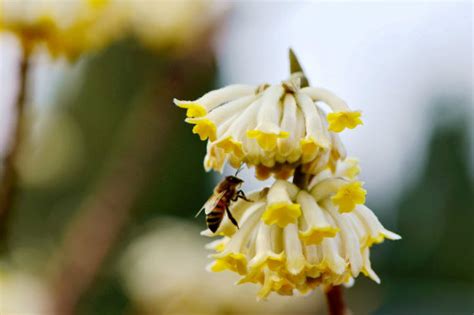 结香花如何培养管理？